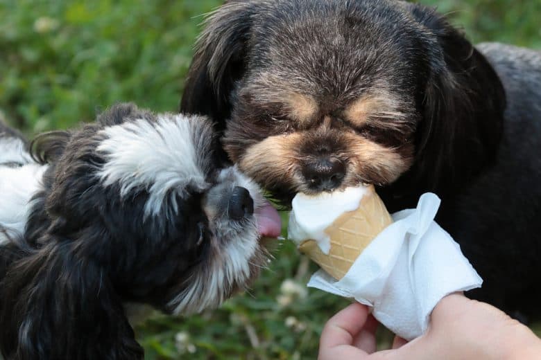 Two dogs having a lick of vanilla ice cream