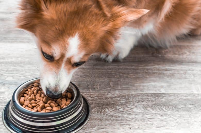 A pregnant dog eating