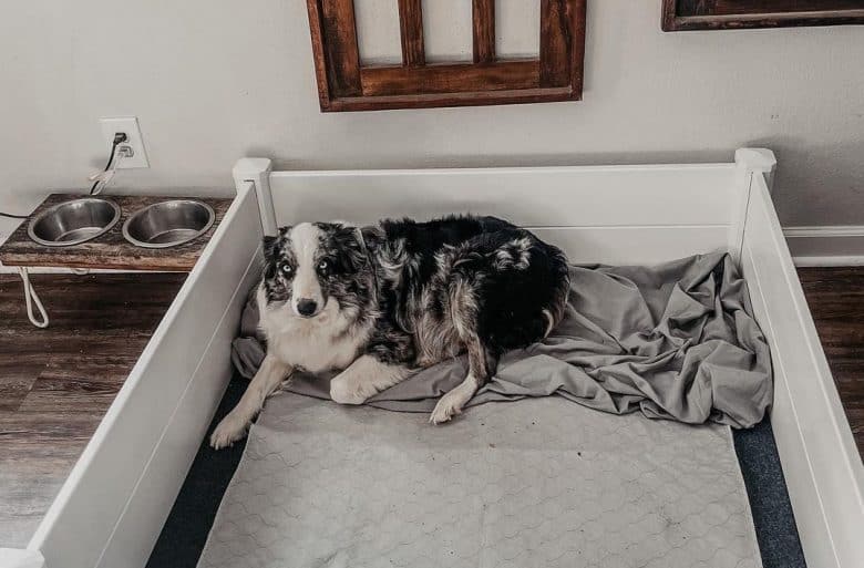 A pregnant Australian Shepherd in a whelping box