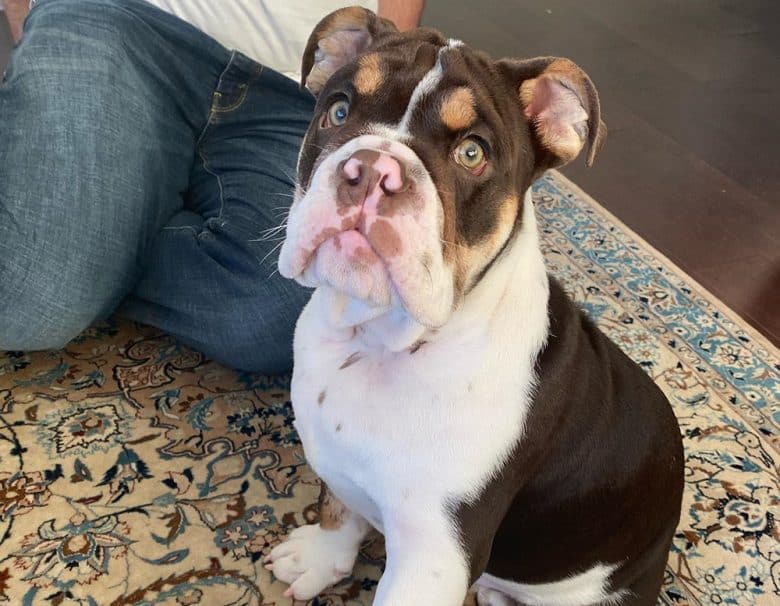 A Chocolate Tri-Color English Bulldog