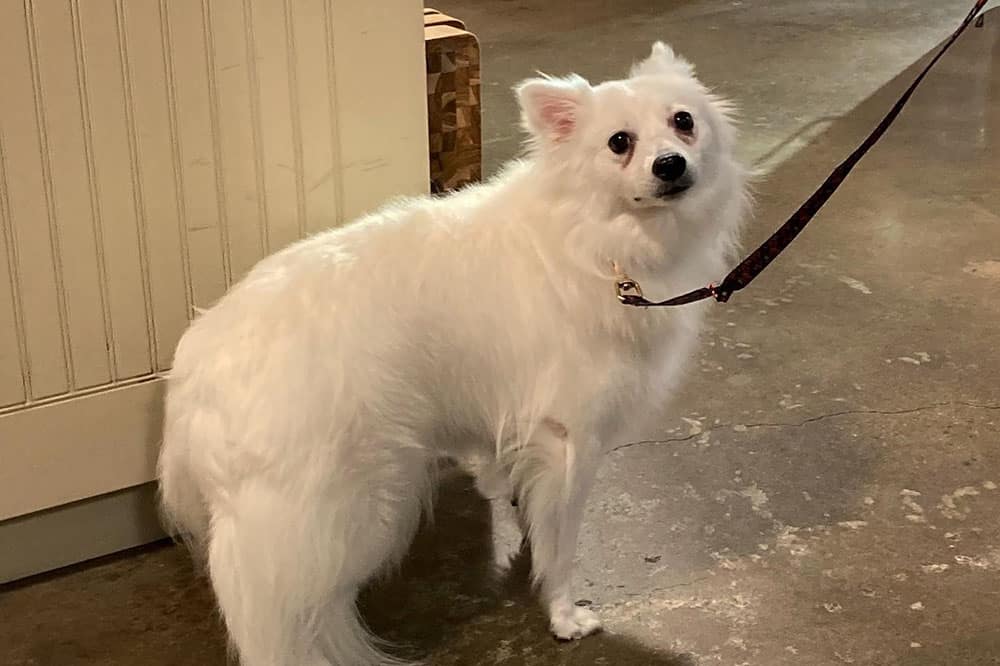 A constipated white dog with leash
