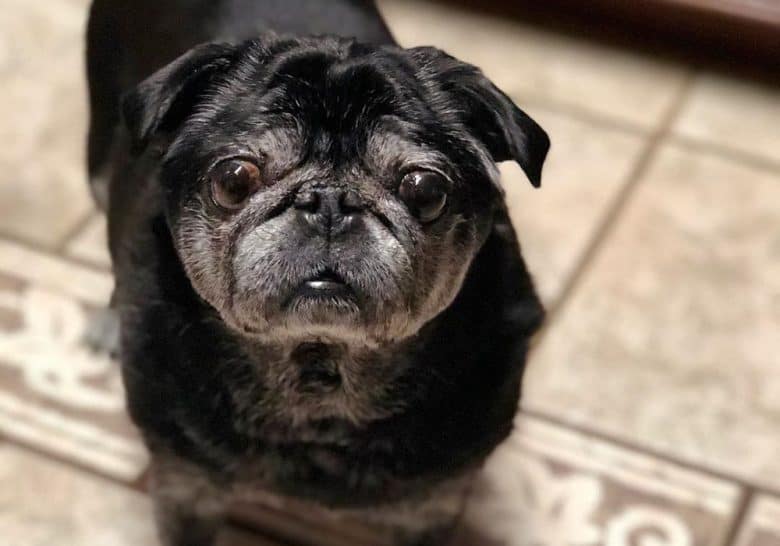 A constipated senior Pug dog