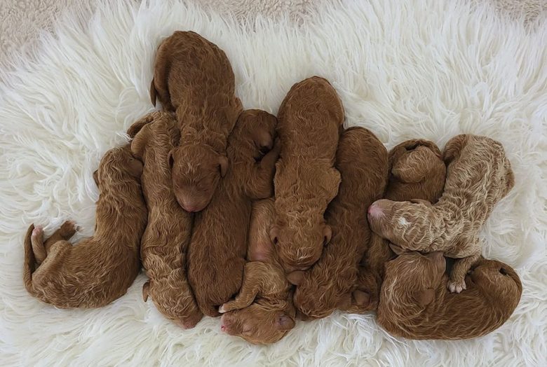 New born Red Standard Poodle puppies