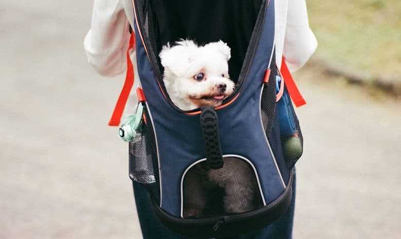 Happy dog inside the dog carrier backpack