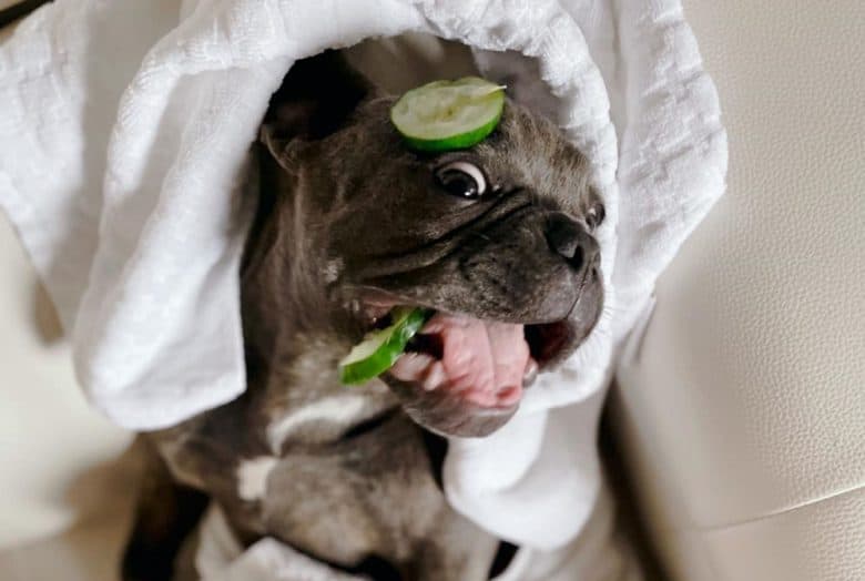 A dog chewing cucumber