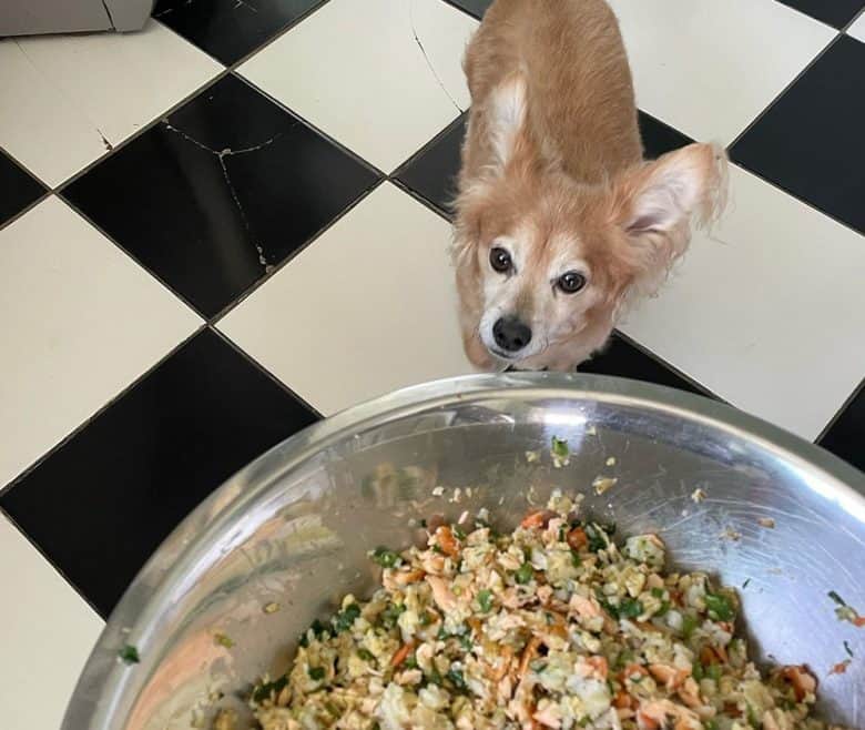 A dog got nutritious homemade food