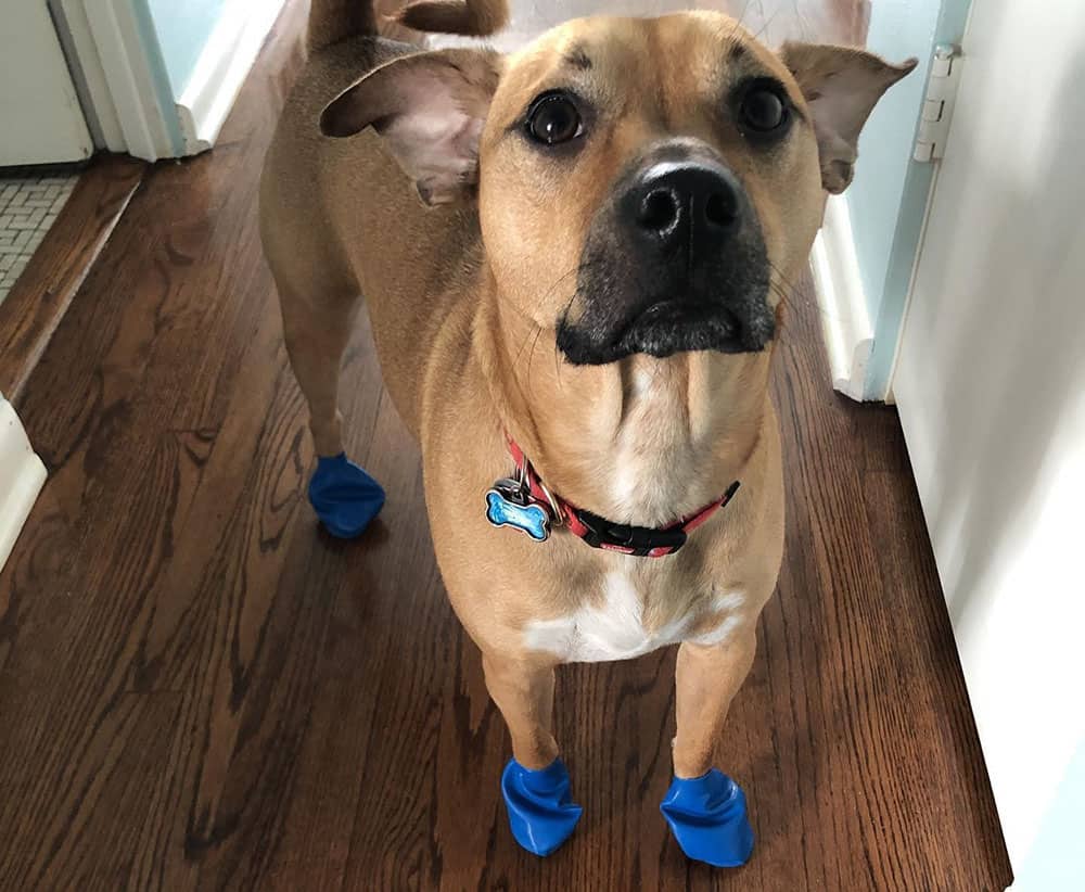 A dog wearing socks