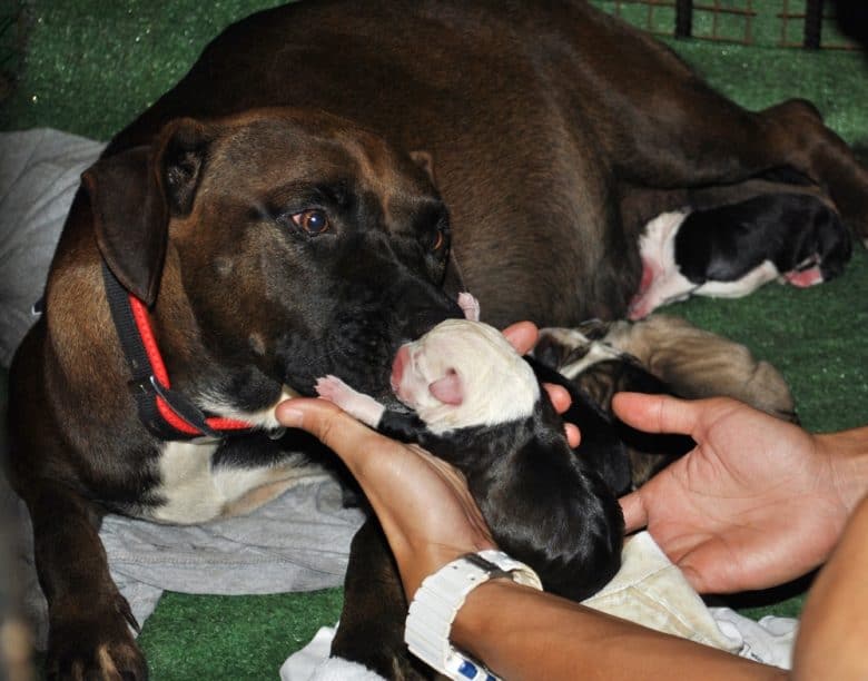 A mother dog licking her puppy