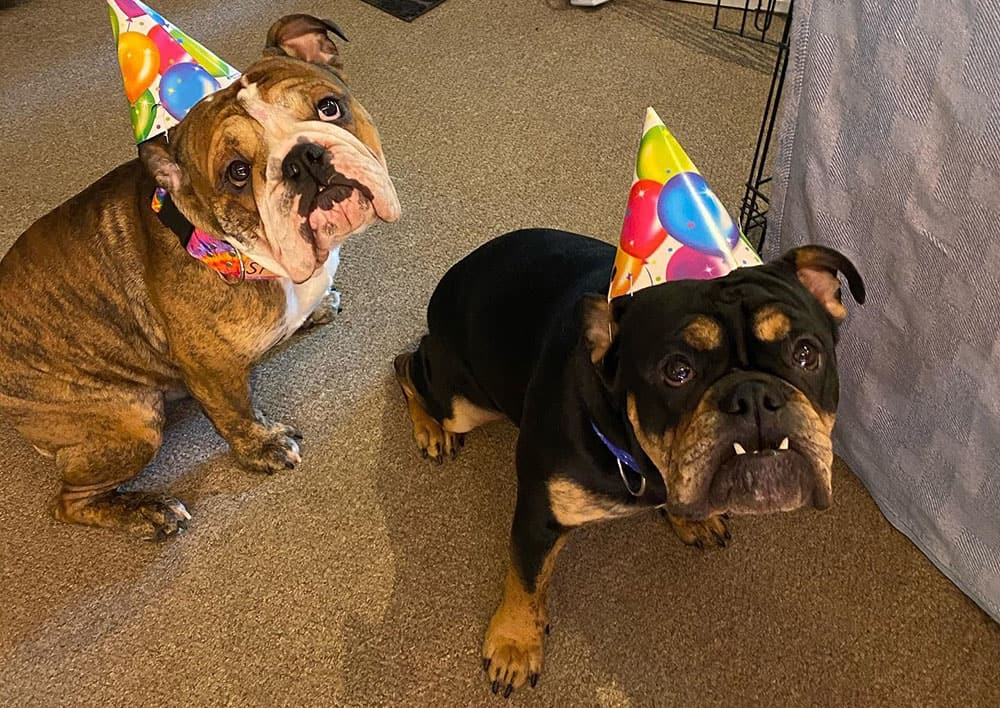The English Bulldog brothers celebrates birthday
