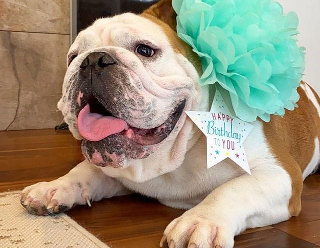 An English Bulldog celebrating 1st birthday