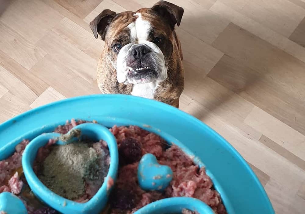 English Bulldog excited for the meal