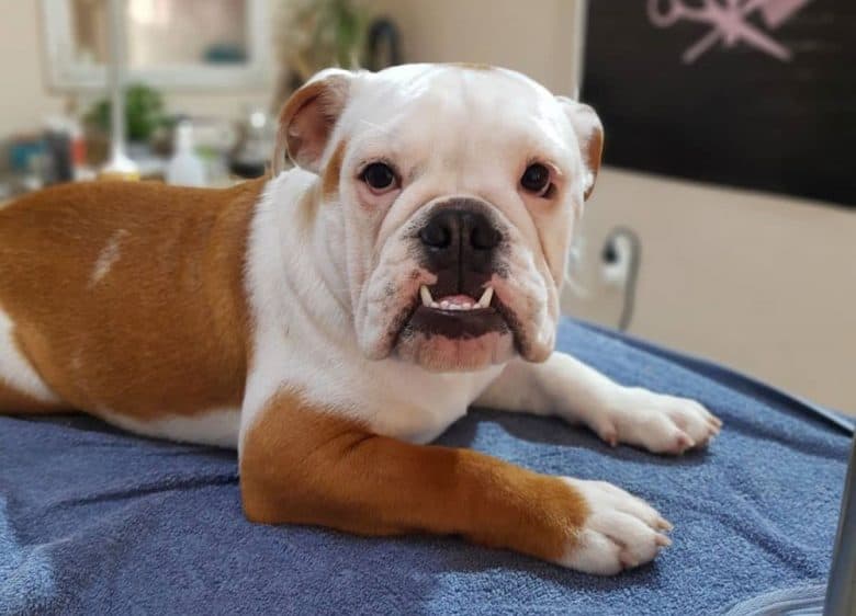 An English Bulldog in a grooming salon