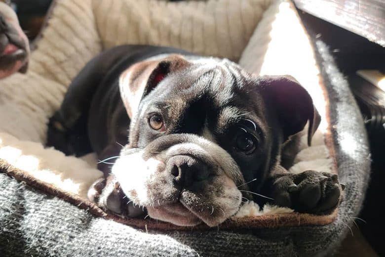 An English Bulldog just woke up