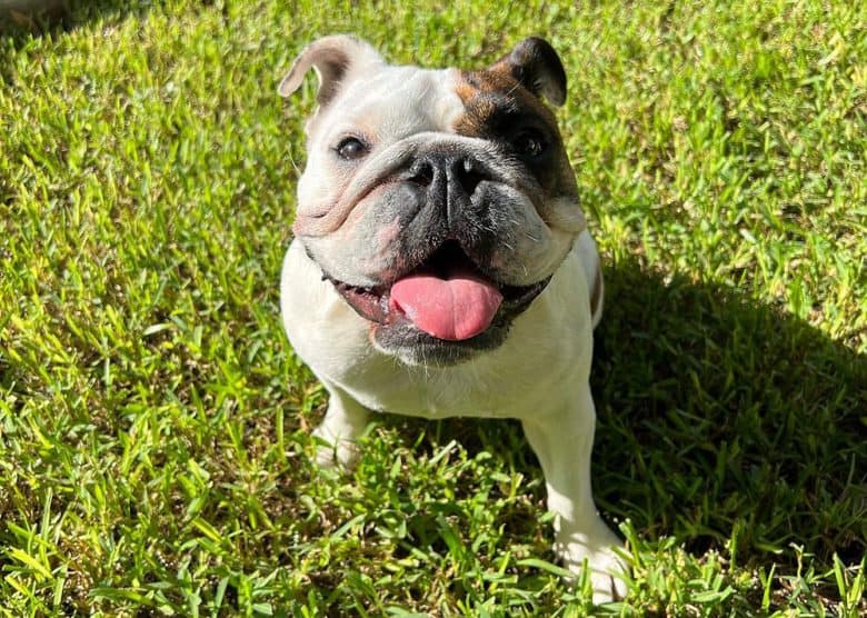 An English Bulldog looking up waiting for treat