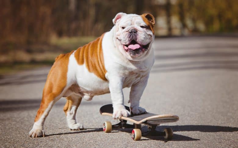 An English Bulldog on a skateboard