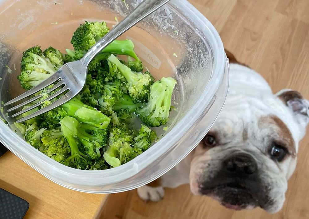 English Bulldog smells the broccoli