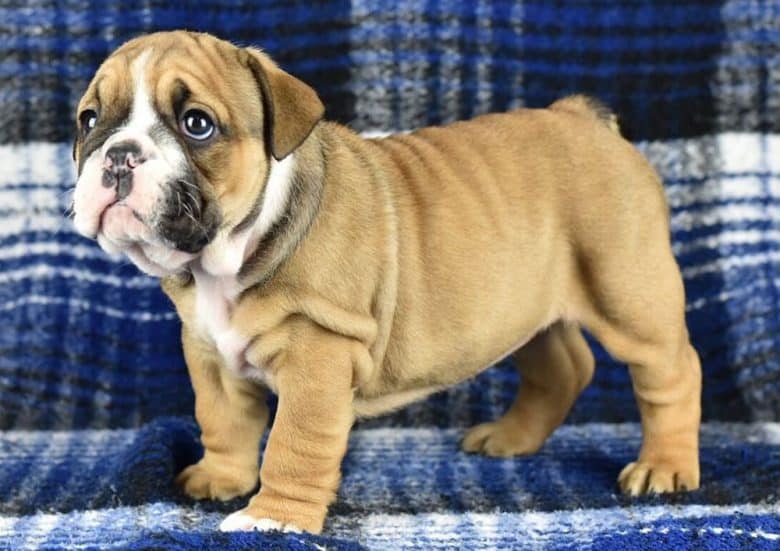 An English Bulldog with black tips