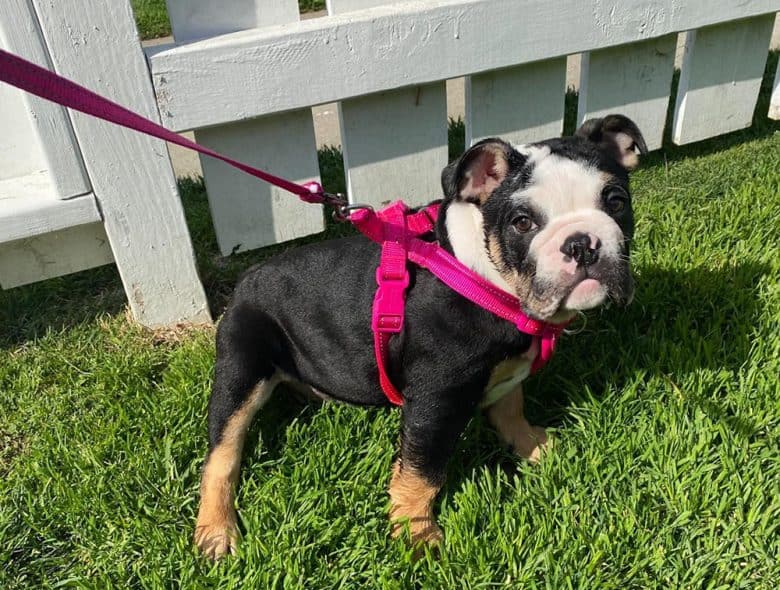 An English Bulldog with tri pattern