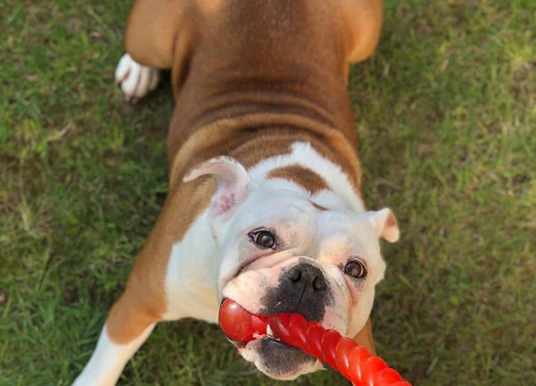 An English Bulldog with white markings
