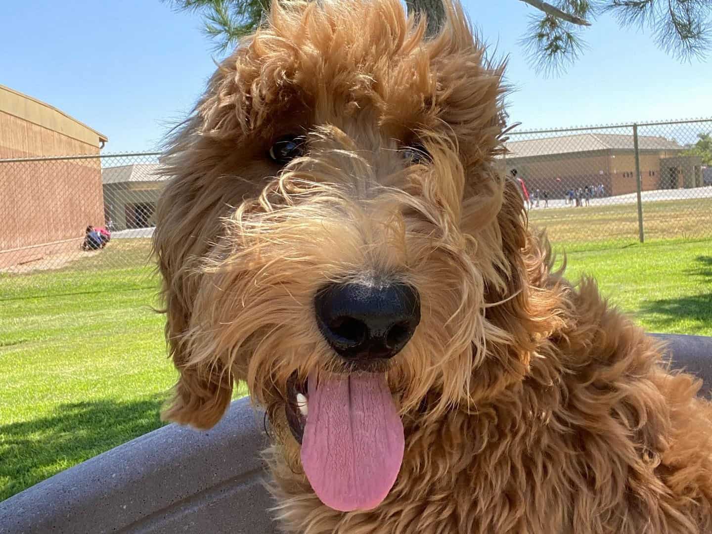 An F1 Standard Apricot Goldendoodle taking selfie at school