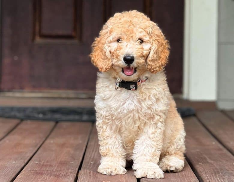 An F1B Goldendoodle puppy
