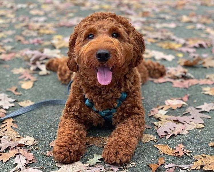An F2B Miniature Goldendoodle