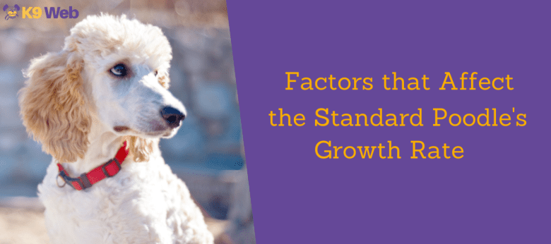 Factors that affect the Standard Poodle's growth rate