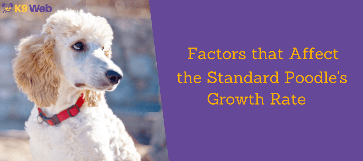 Standard Poodle Growth and Weight Chart (Male & Female) K9 