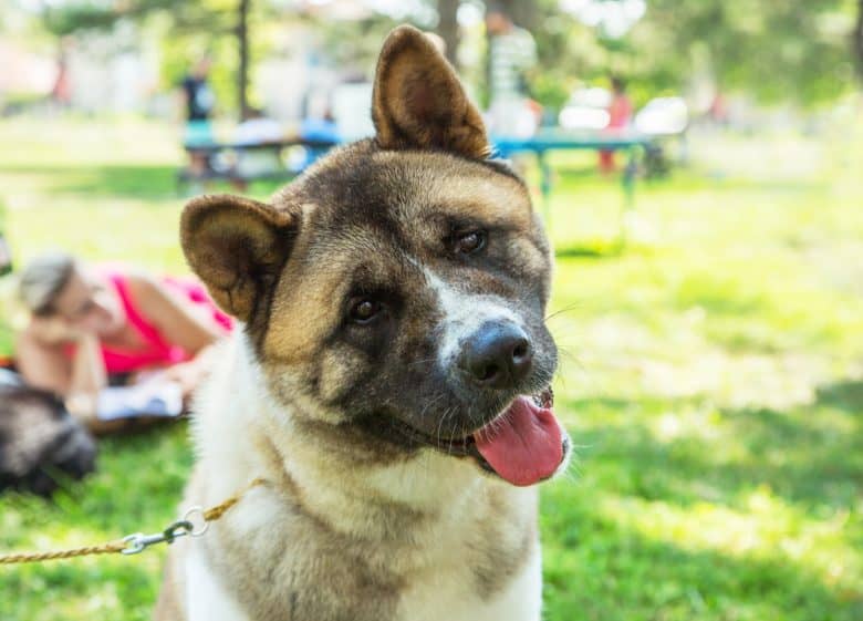 An American Akita puppy
