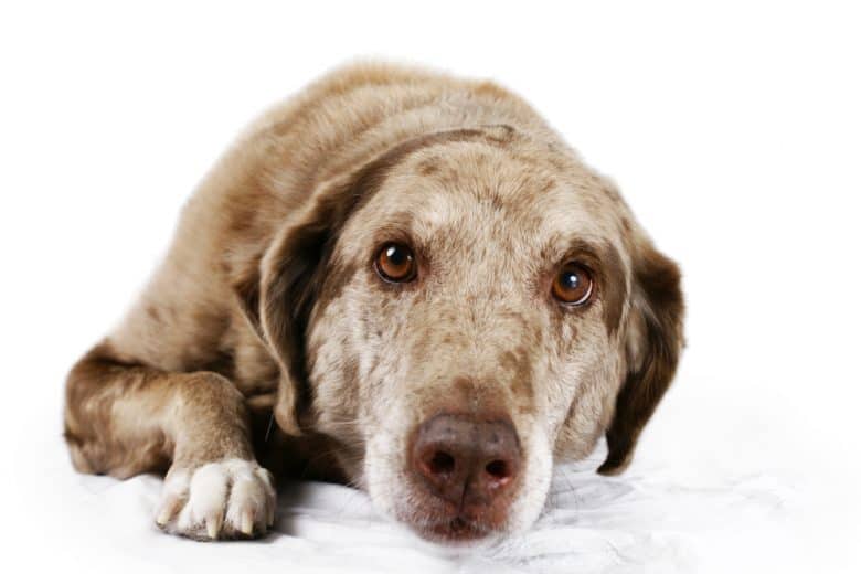 A close-up image of an apprehensive dog