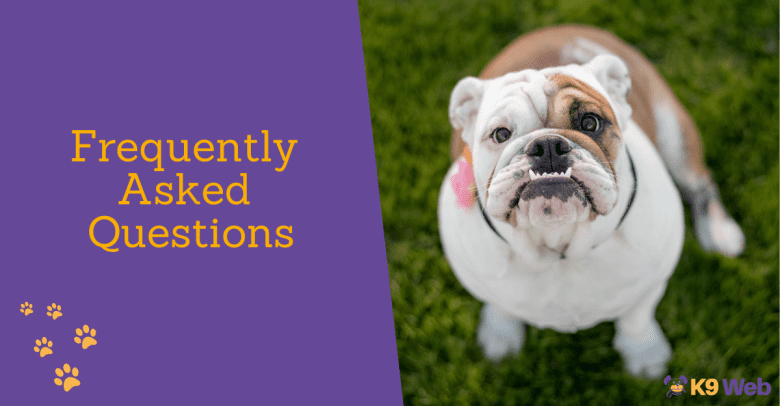 FAQs about English Bulldog Colors