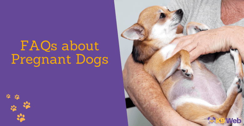 FAQs about Pregnant Dogs