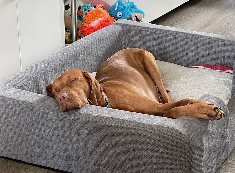 A pregnant Vizsla sleeping