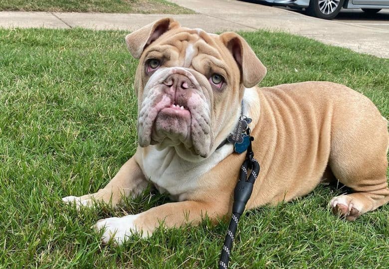 An underbite Fawn English Bulldog