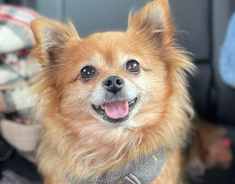 A Fox Face Pomeranian dog inside the car