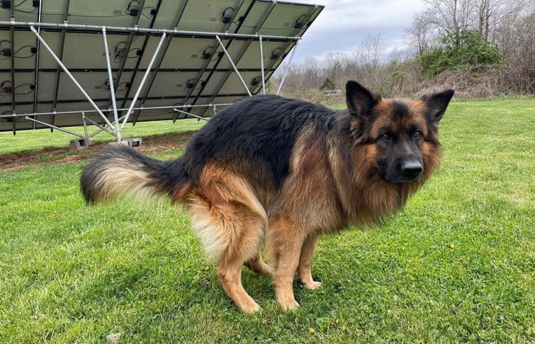 A German Shepherd pooping in the field