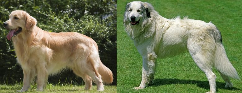 Golden Retriever vs Great Pyrenees appearance comparison
