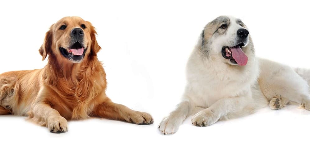 Golden Retriever vs Great Pyrenees laying down