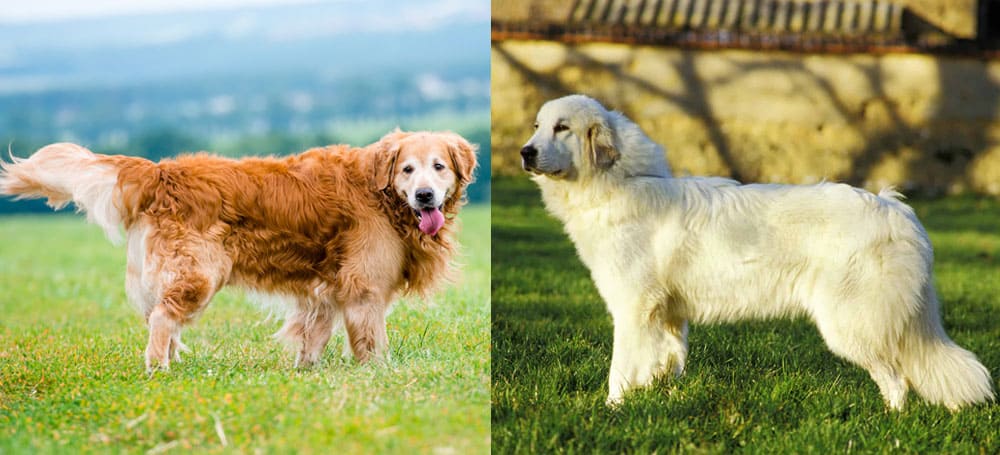 Golden Retriever vs Great Pyrenees dog