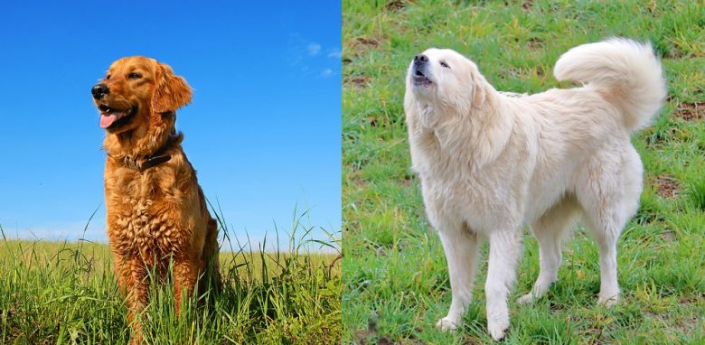 Golden Retriever vs Great Pyrenees on field