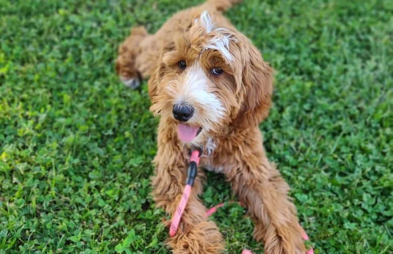 An F1B Goldendoodle