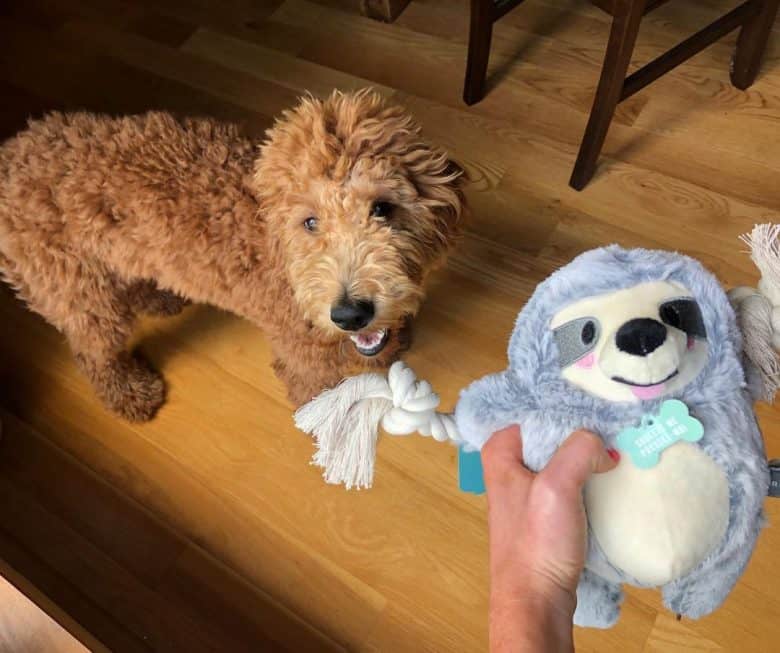 A Goldendoodle puppy with a new toy