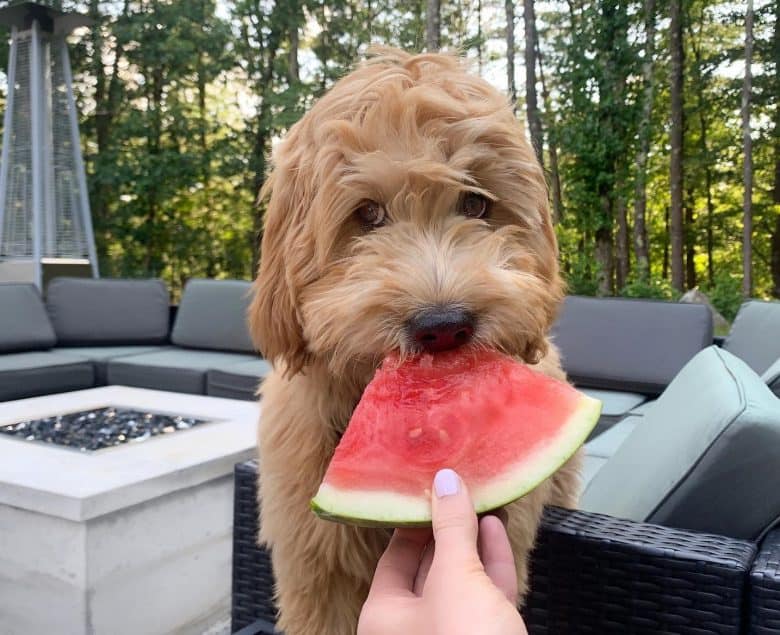 A Goldendoodle eating a watermelon