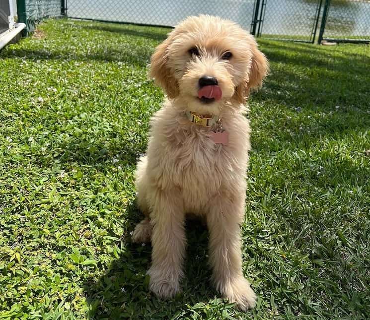 An F2 Goldendoodle