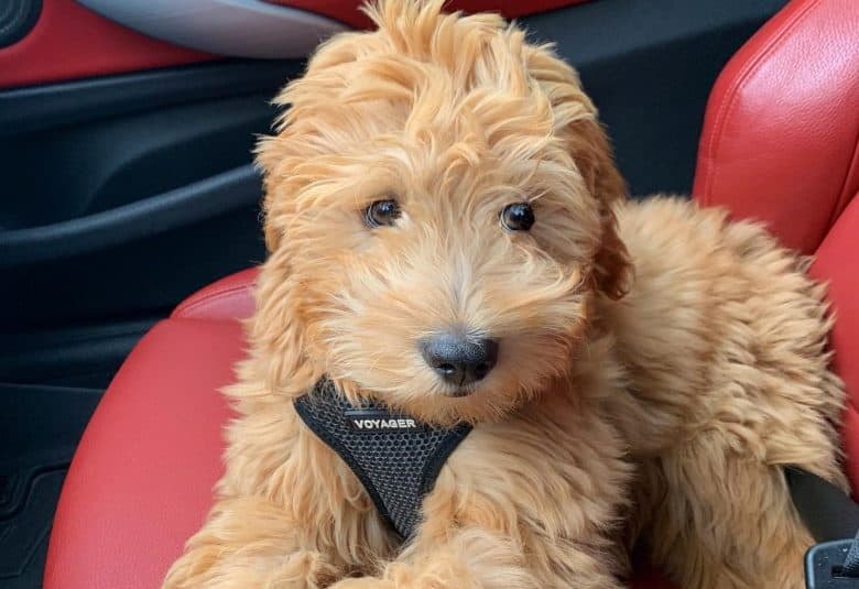 A Miniature Goldendoodle wearing a vest