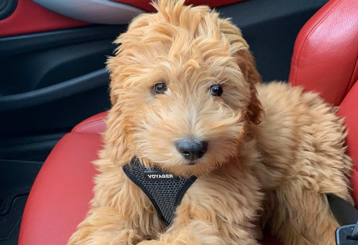 Goldendoodle Price How Much Will You Pay for this LowShedding Puppy