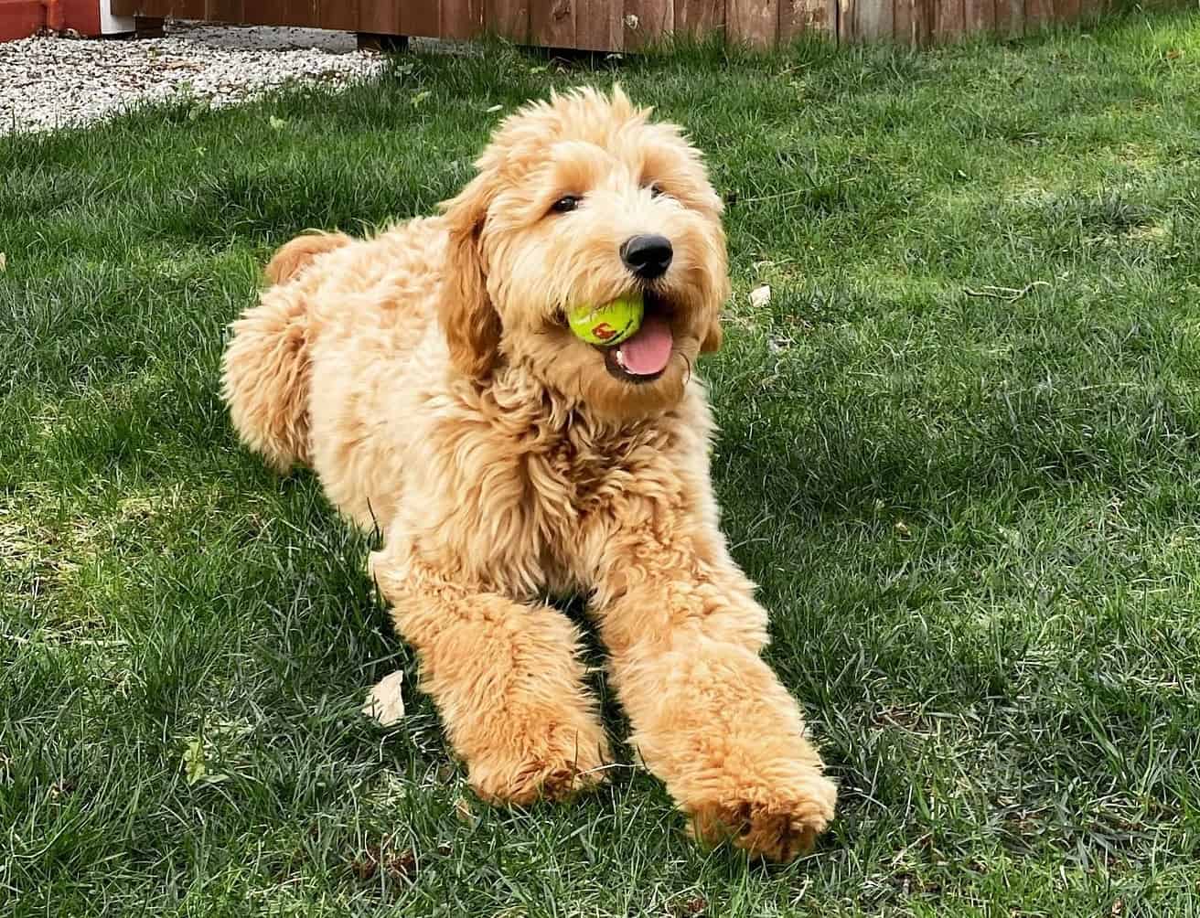 goldendoodle-price-how-much-will-you-pay-for-a-goldendoodle-puppy