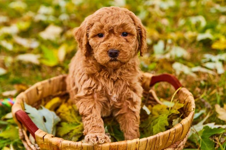 A Goldendoodle puppy in a basket