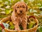 Goldendoodle Price: How Much Will You Pay for a Goldendoodle Puppy?