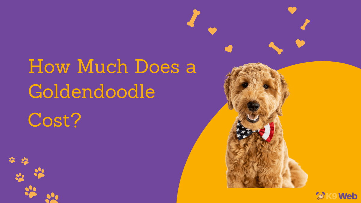 Goldendoodle Price Guide